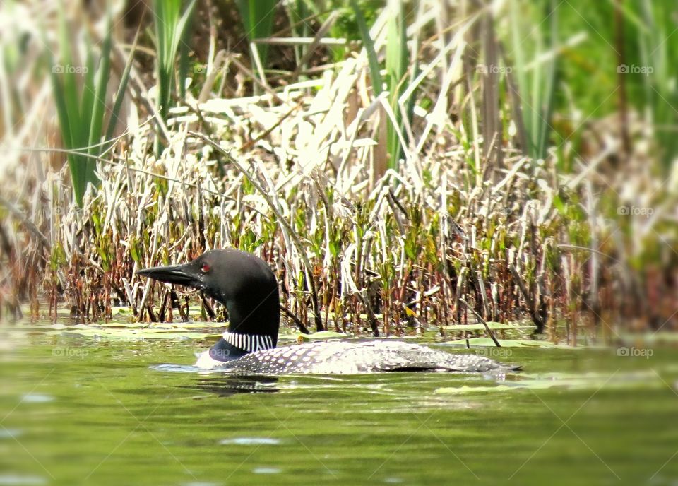 Loon protects Nest