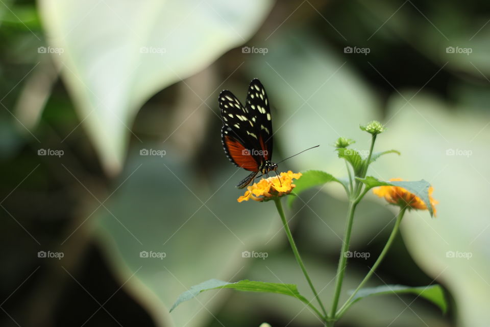 Butterfly plat