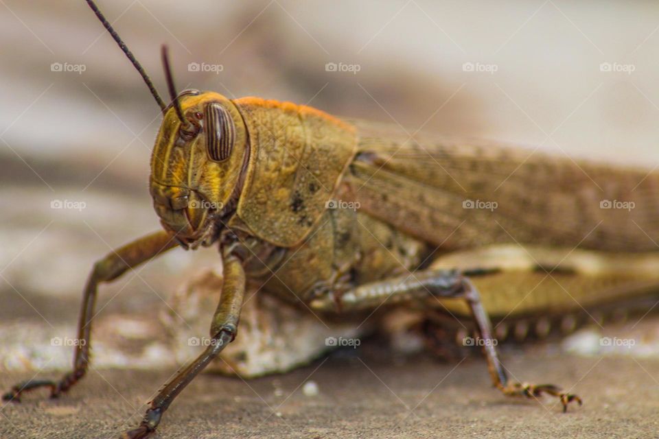 Macro shot of an Egyptian grasshopper 