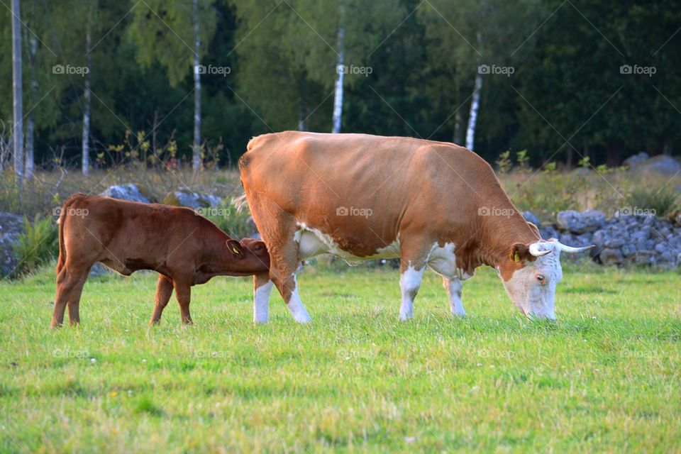 Cow with a calf