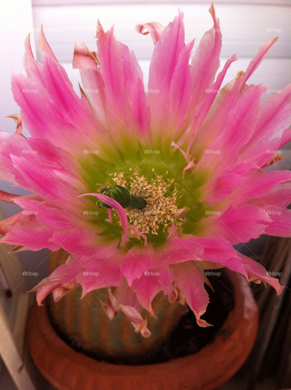 Nice my cactus flower!!