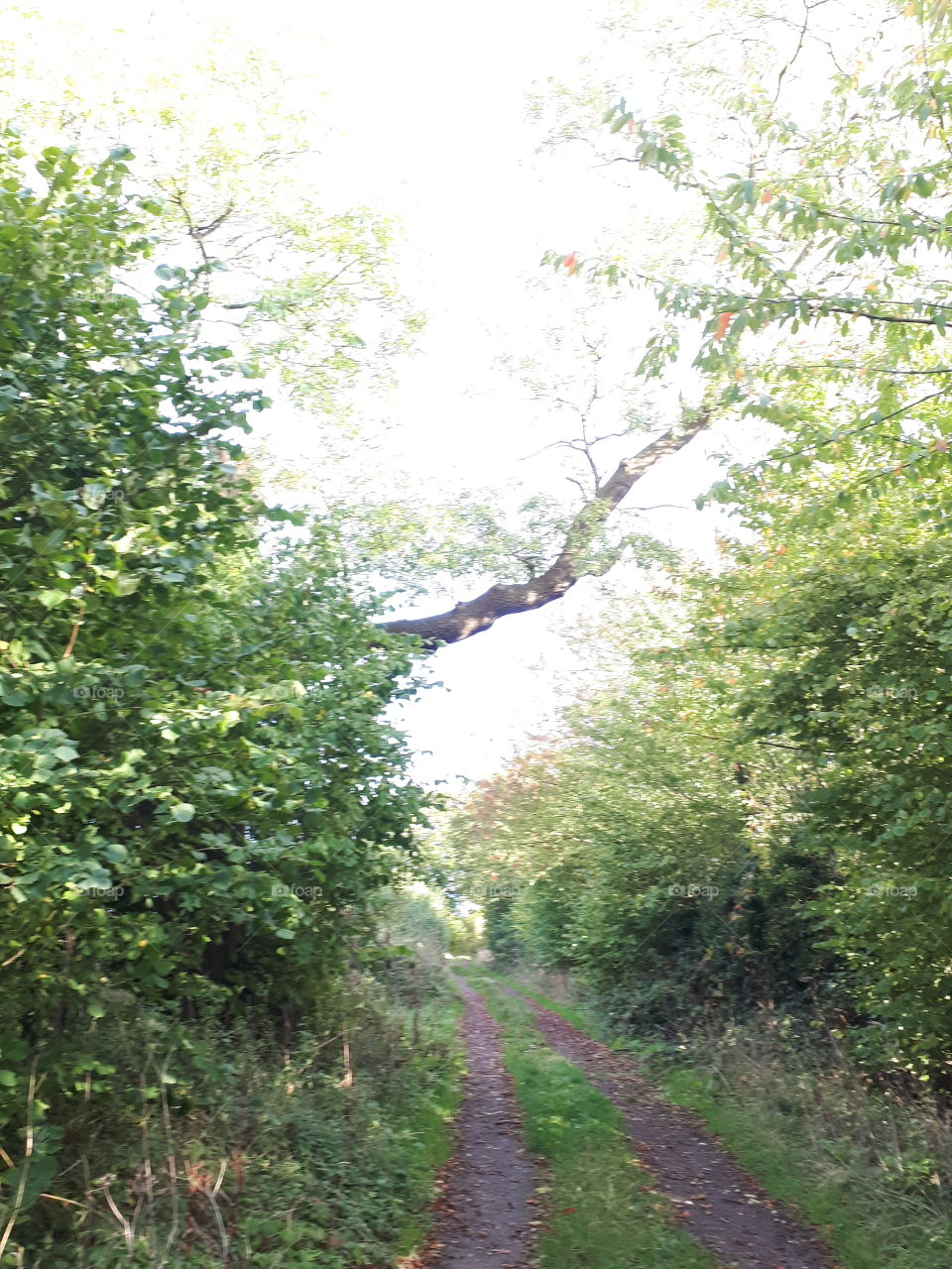 Nature, Landscape, Wood, Tree, No Person