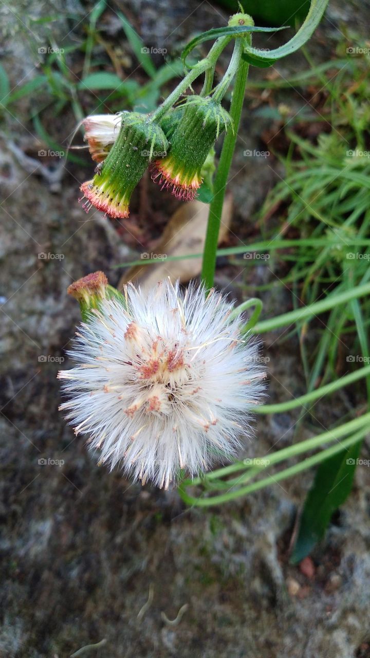 Crassocephalum crepidioides flower in bloom