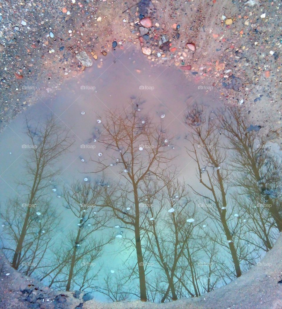 trees reflection in puddle