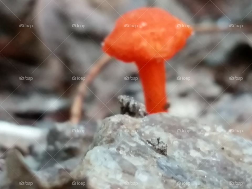 poison shroom2. orange mushroom