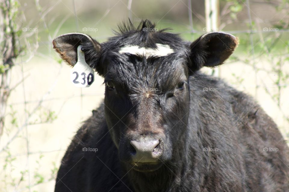 Headshot of a female feeder yearling 