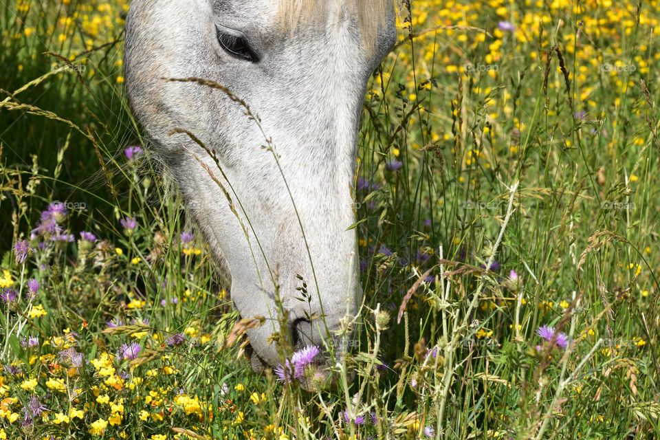 Close up of a head horse in a field