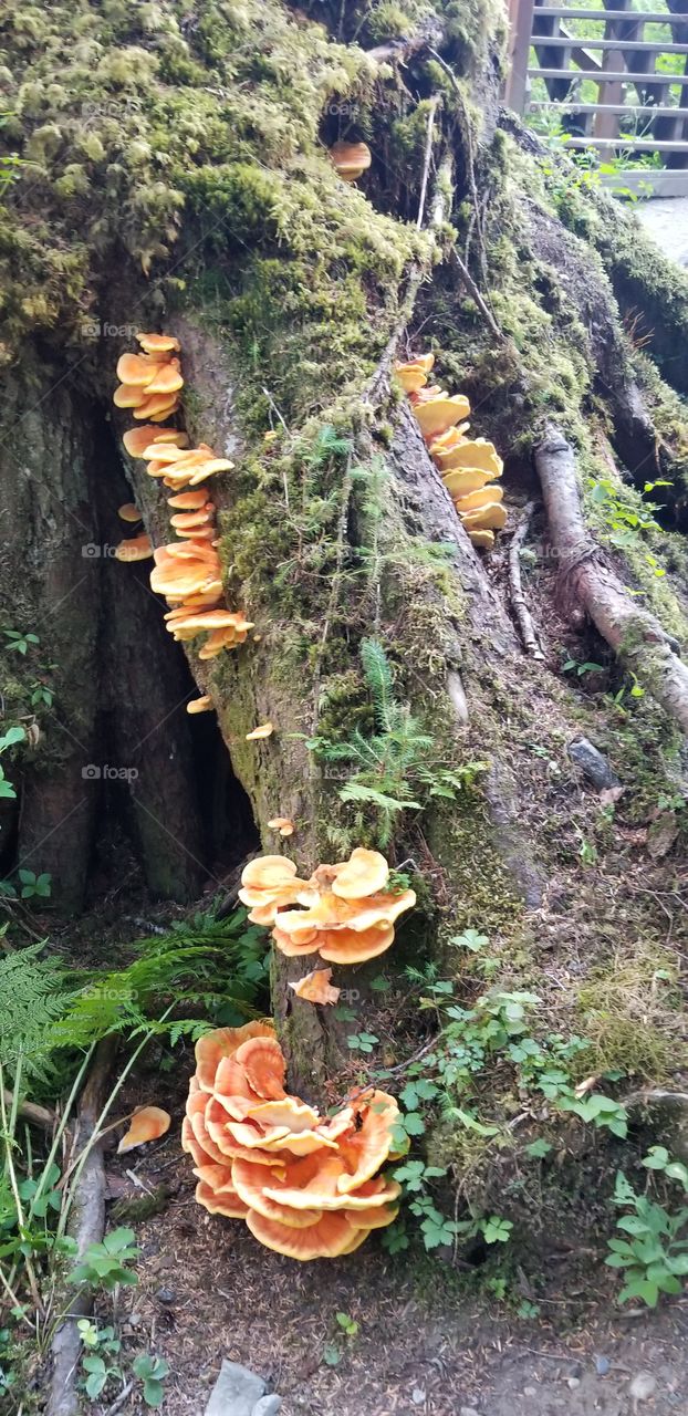 tree in Alaskan forest covered in mushrooms