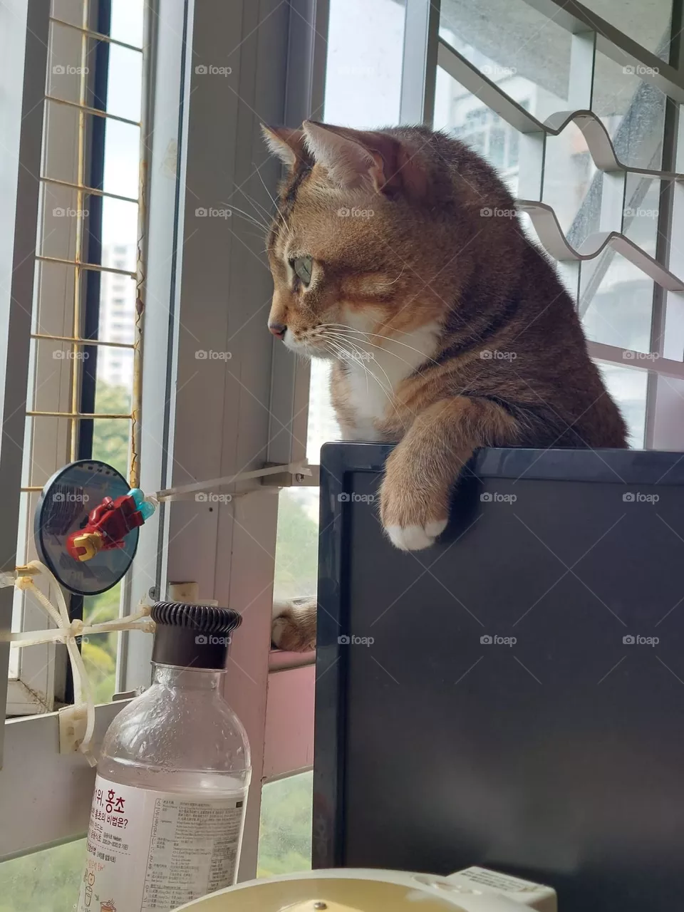 looking cat