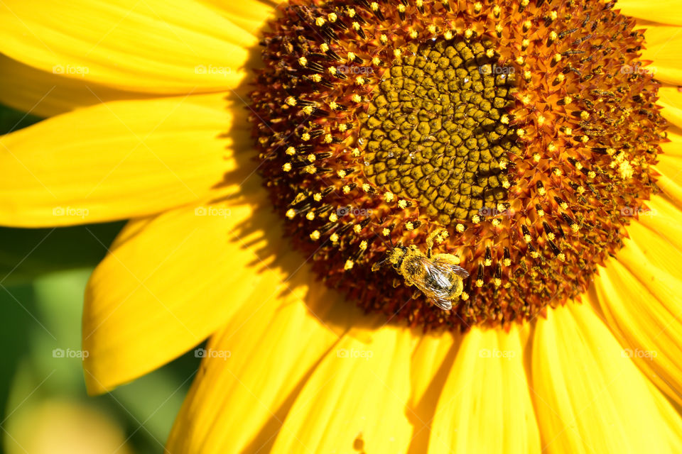 Bee collecting nectar and pollen 