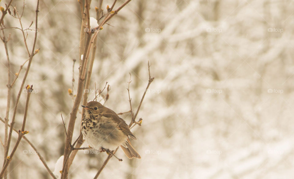Backyard Wildlife, Bird, Nature, Winter