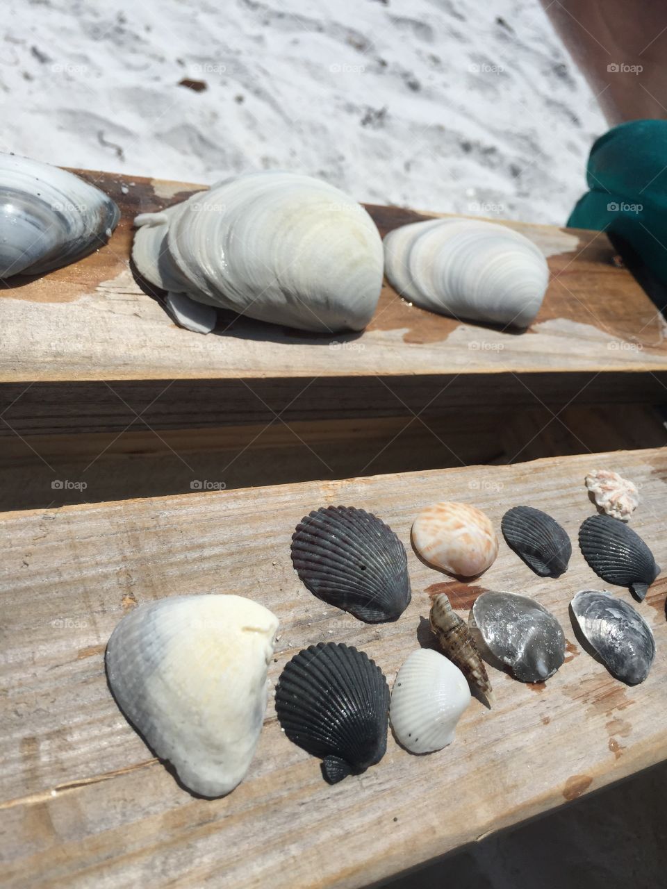 Shells from Sarasota Florida 