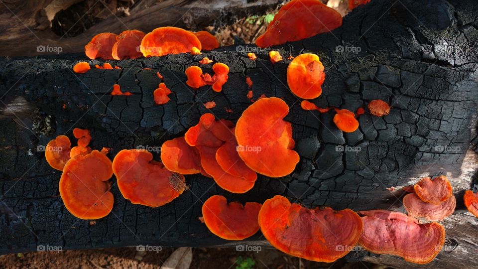 Fungus on tree trunk