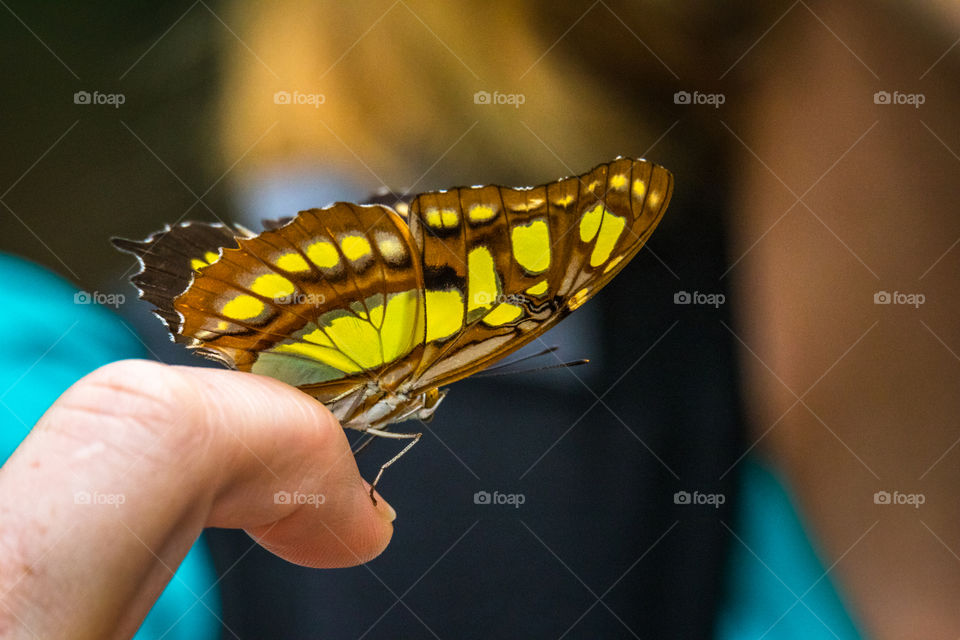 Closeup of bright yellow and brown butterfly on a woman's finger