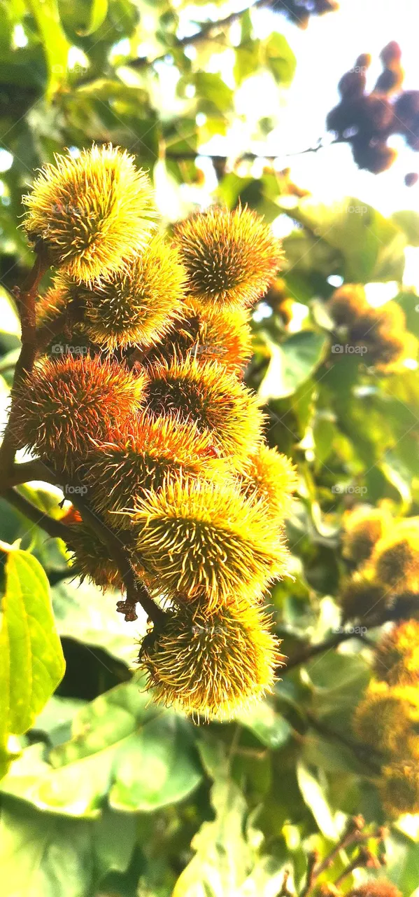 seeds