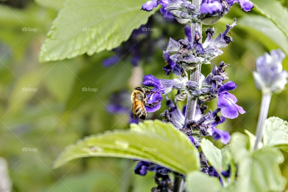 Nature, Leaf, Flora, Summer, Garden