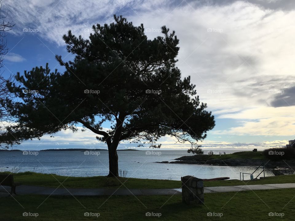 Tree near river