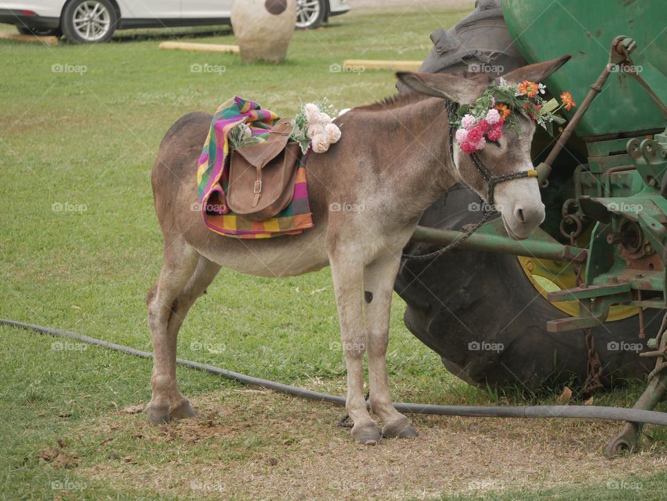 Decorated donkey