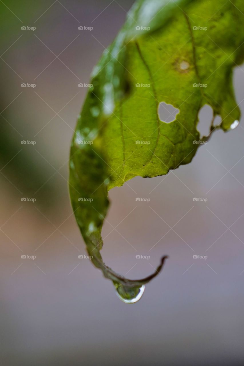 water drop