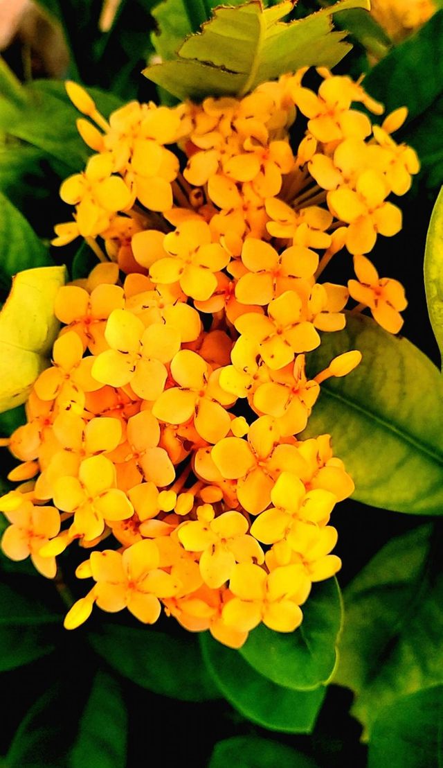 Tropic flowers
