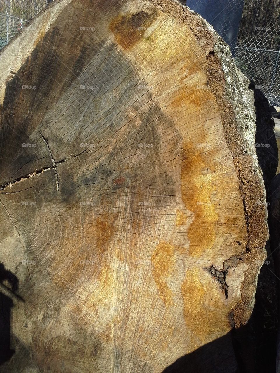 tree rings 2