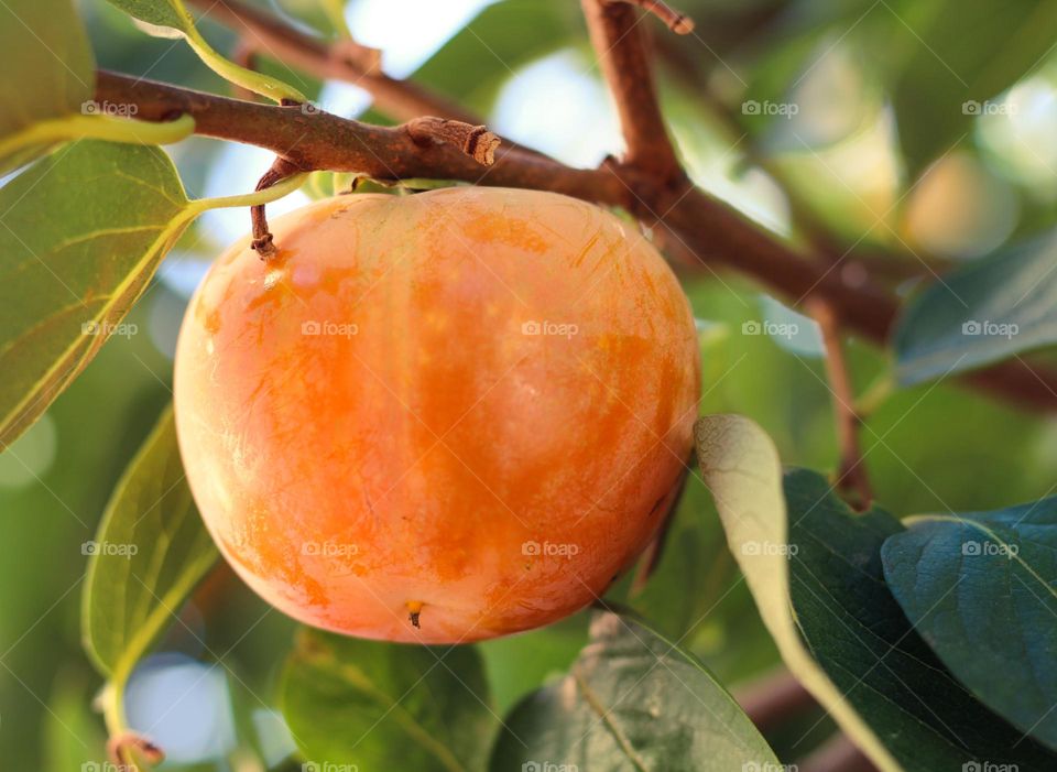 Close up of a ripe organic Kaki Japanese Persimmon.  Beautiful sweet, healthy and tasty dessert