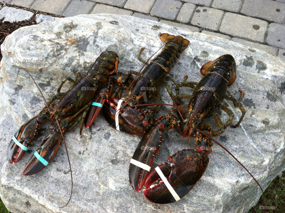 Fresh Maine lobster