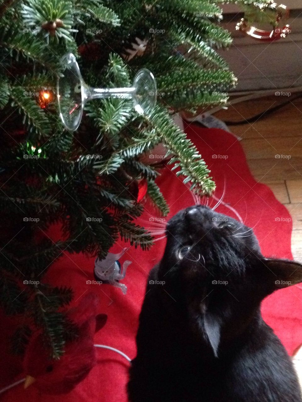 Holiday kitty