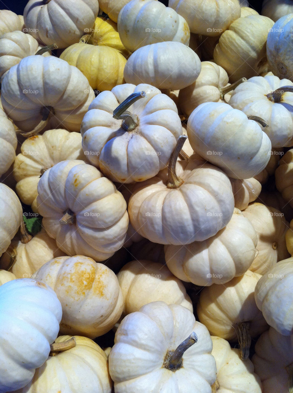 yellow white pumpkins gourds by tplips01