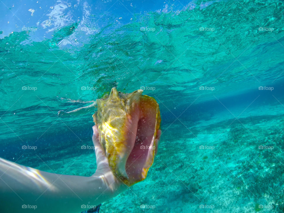 Conch shell found and then returned gentle back to the ocean floor.