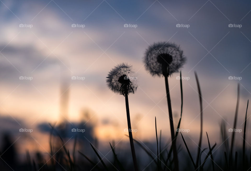 dandelion