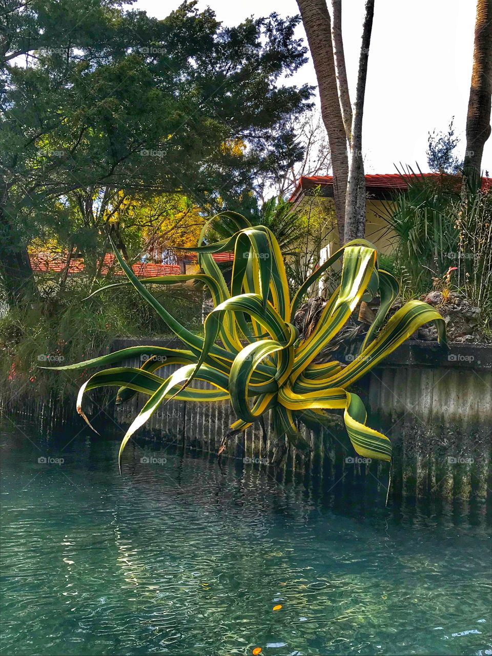 Beautiful tropical plant growing down a wall into a crystal clear river 