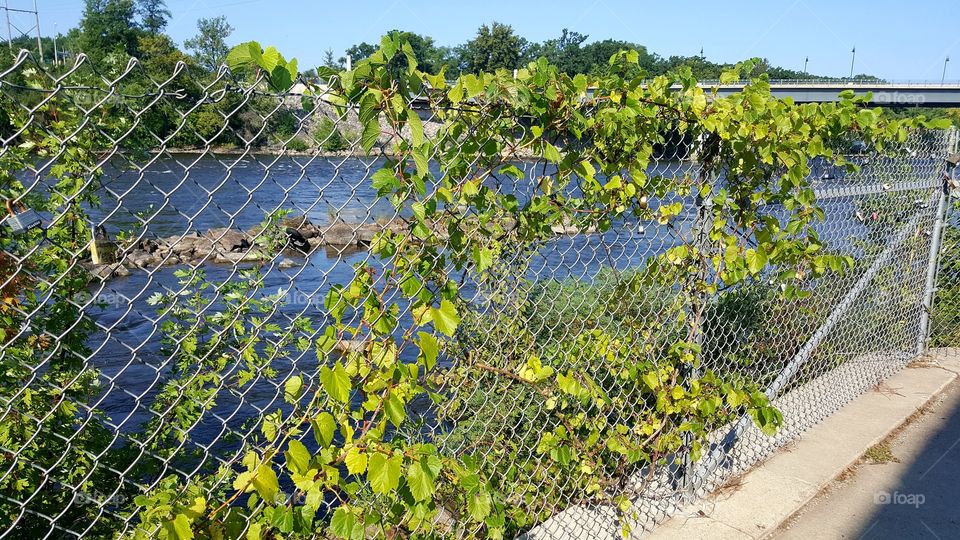 Vine growing on fence overlooking Mississippi River