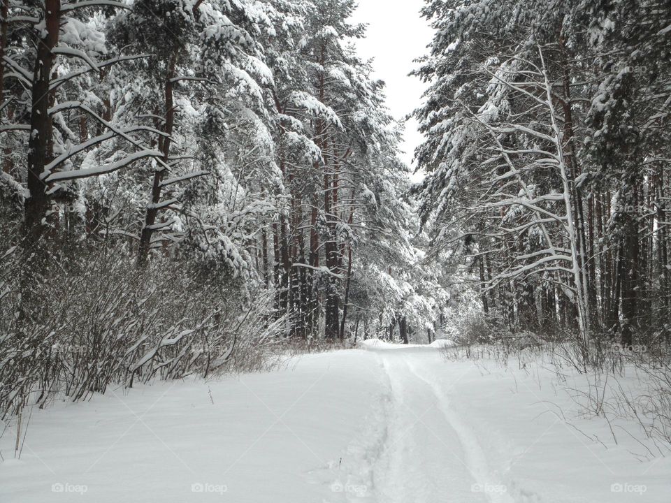 Snow, Winter, Landscape, Wood, Frost