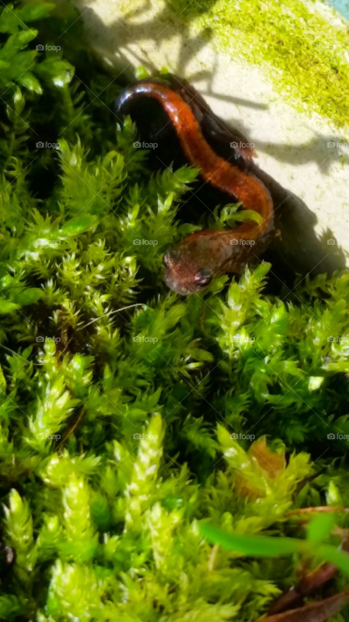 Salamander in Moss
