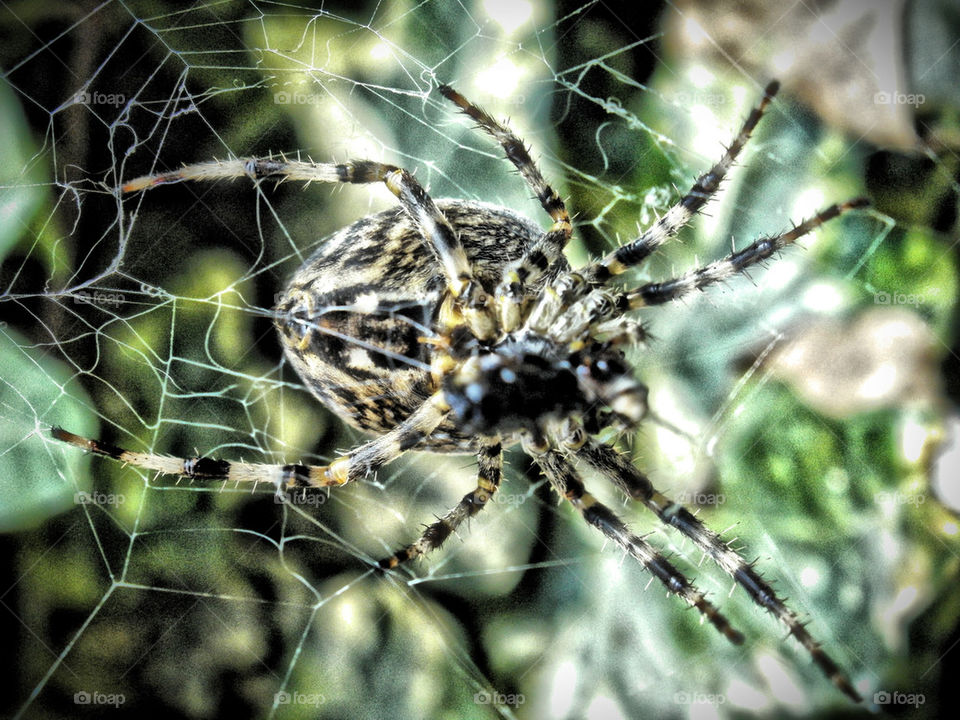 garden insect web spider by gordynodrog