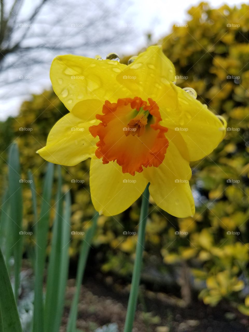 A morning daffodil.