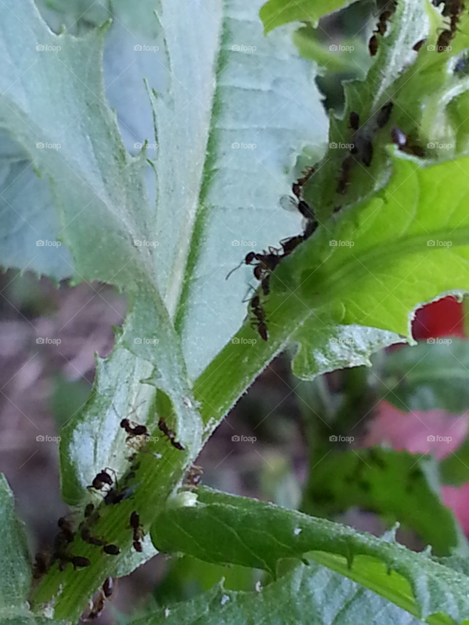 this was 7:30am where these little guys were just waking up and starting to organize themselves