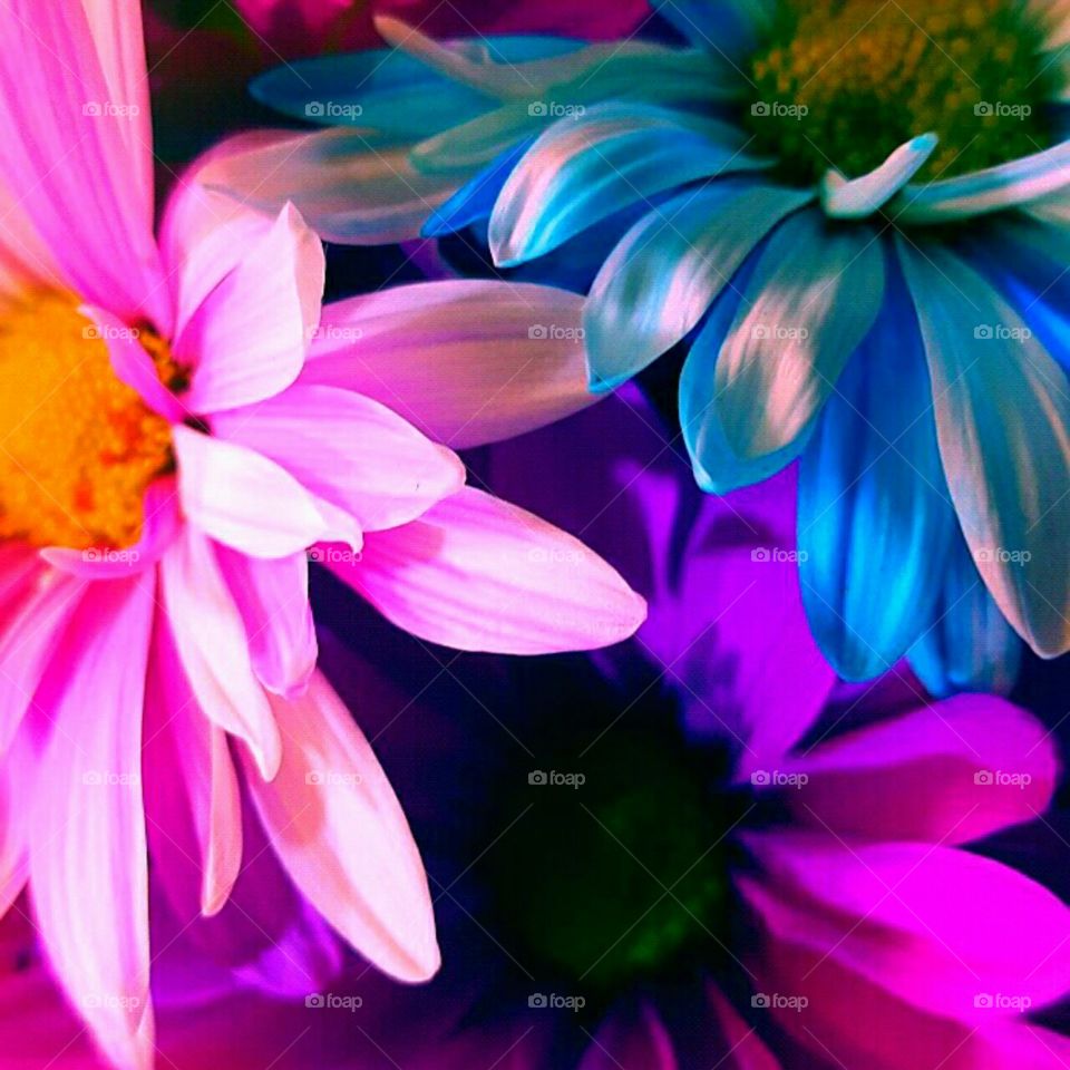 Flower, Nature, Flora, Beautiful, Floral