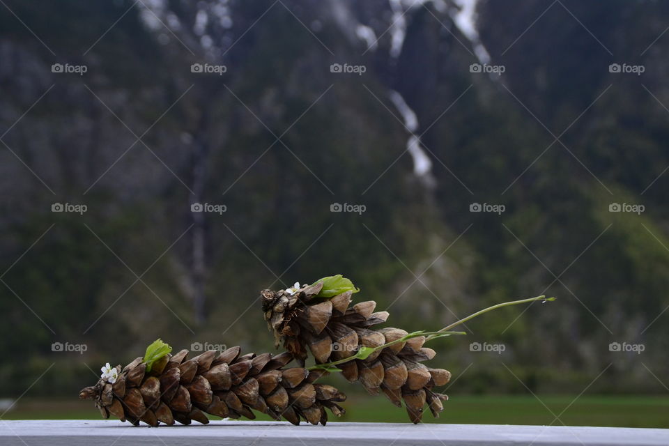 Two pinecones with blurred background
