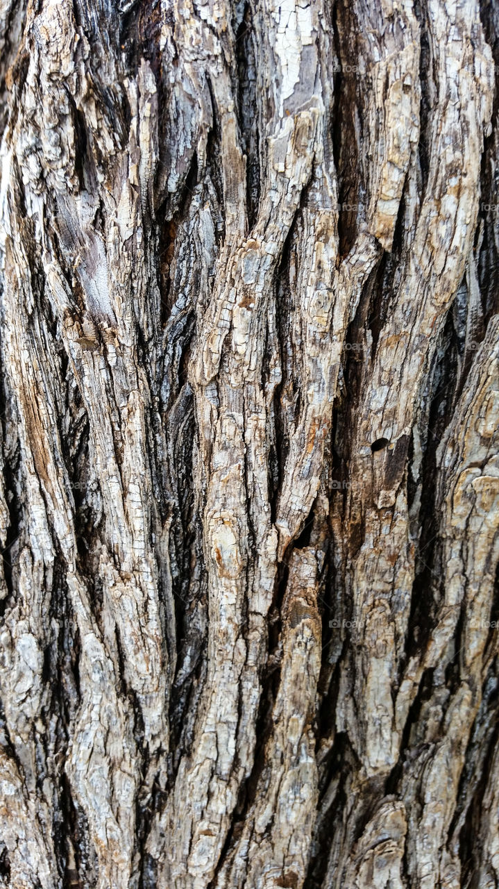 rough tree bark pattern