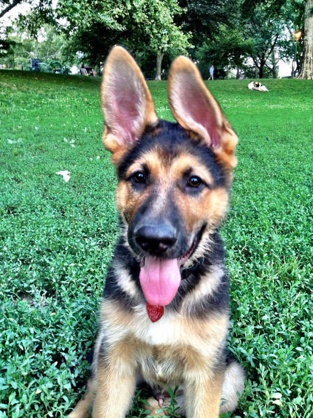 china park puppy shepherd by challahgirl
