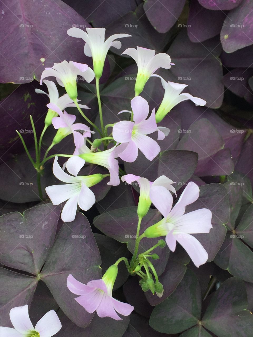 Purple clover