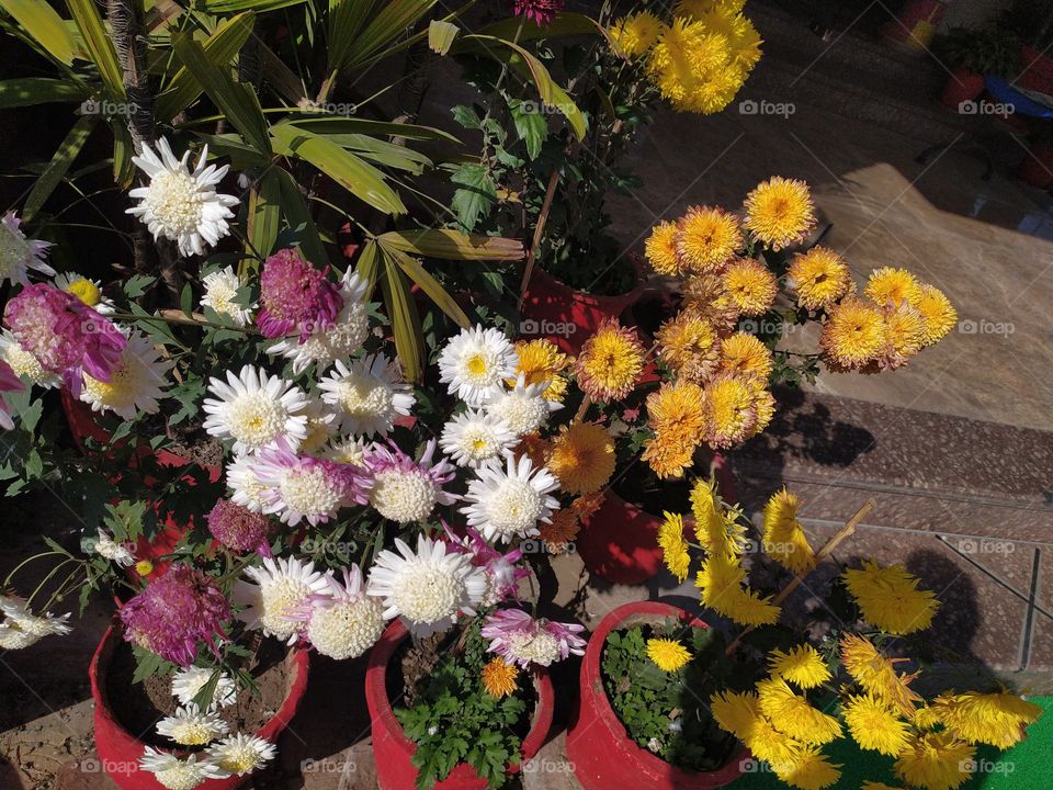 Multicolored chrysanthemum flowers