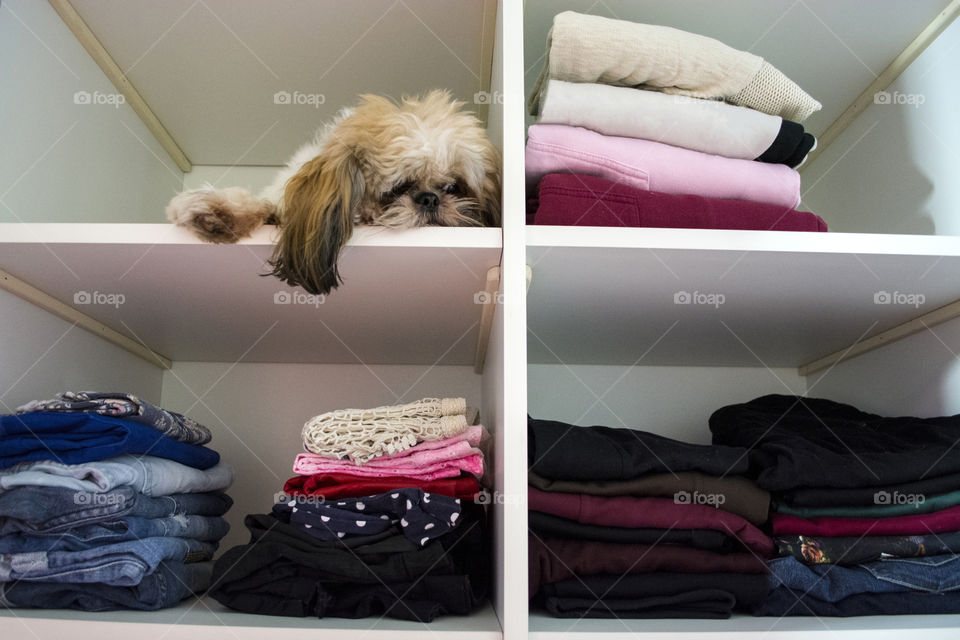 Cute dog in the closet