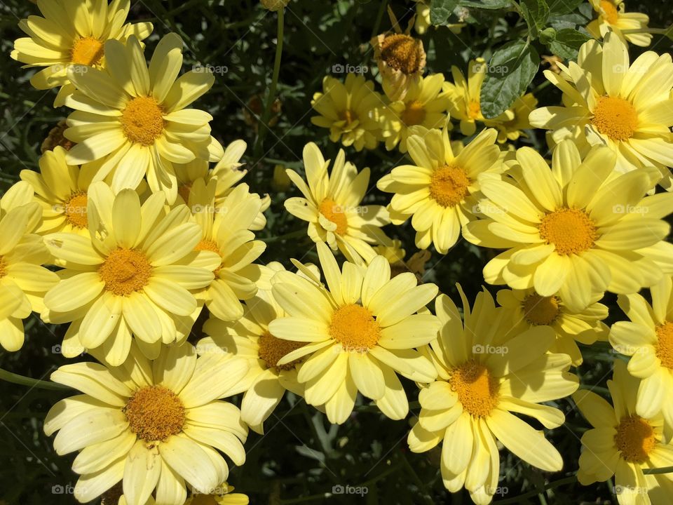 These yellow daisies seemed to be shining like stars in celebration of such a glorious summers day.