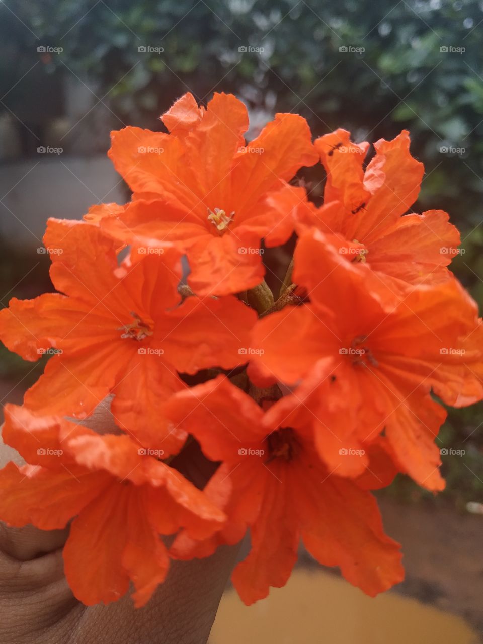 Orange flower