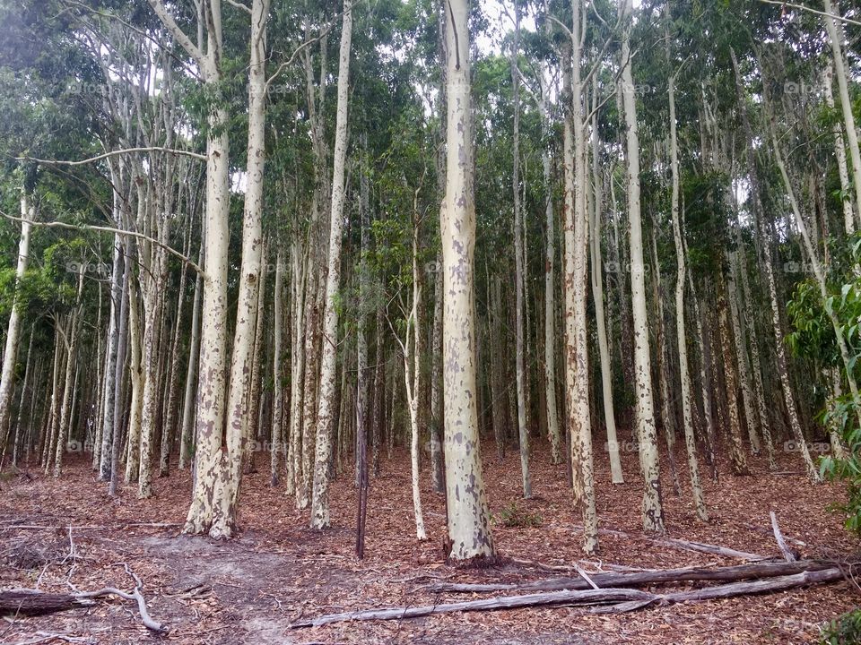 Plantation forest