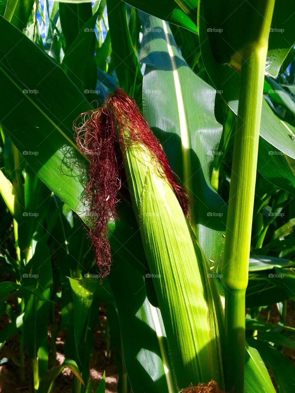 Corn on the stalk