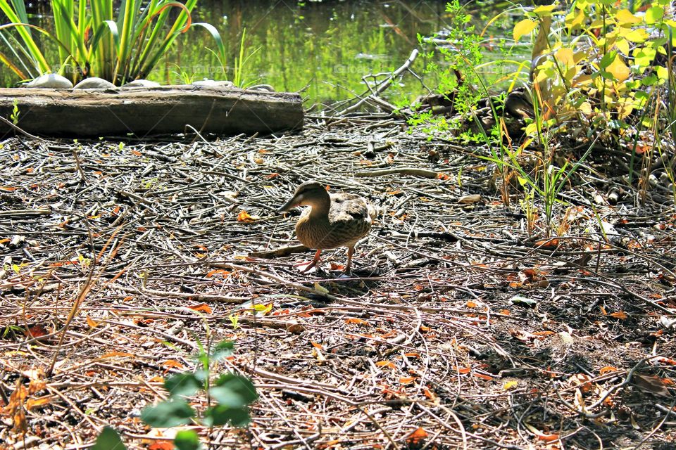 duck feeding